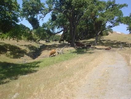 Sunol028.JPG