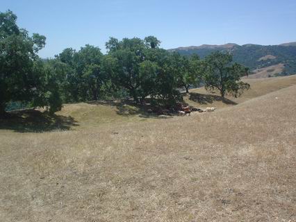 Sunol034.JPG