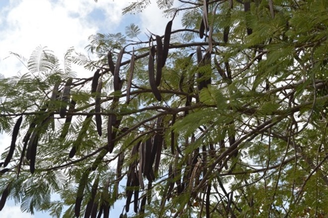 橄欖山的守護者 鳳凰木 Oliveteco的部落格 痞客邦