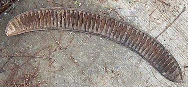 橄欖山的守護者 鳳凰木 Oliveteco的部落格 痞客邦