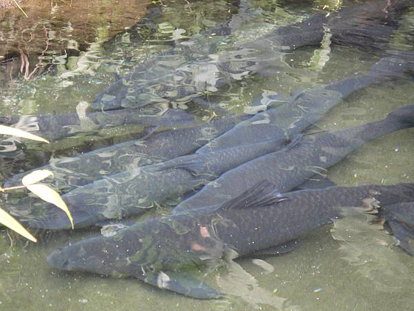 花東逍遙遊i 025烏秋魚 Jpg 三宅一生的滋味 痞客邦 花東逍遙遊i 025烏秋魚 Jpg 三宅一生的滋味 痞客邦