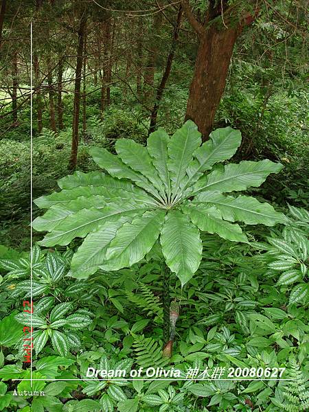 棲蘭神木園