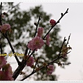 228 紀念公園 櫻花 2009 02 15-014.JPG