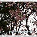 瘋狂三芝一日遊  2009 03 14_035.JPG