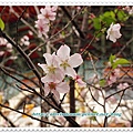 瘋狂三芝一日遊  2009 03 14_041.JPG