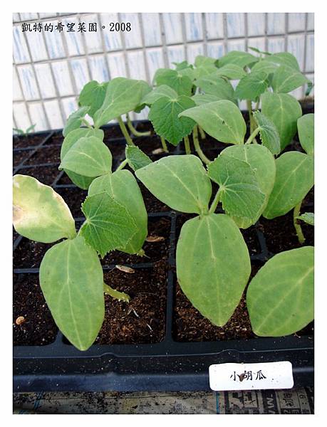 希望種子 胡瓜苗們 Oliway的相簿 痞客邦