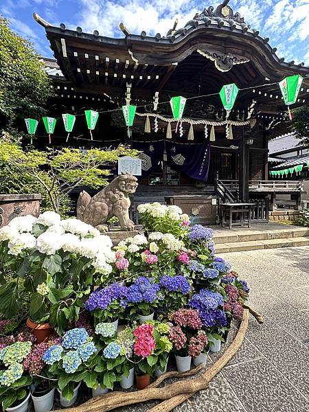 2025東京獨旅-東京市區白山神社繡球花祭\神保町古書街Bo