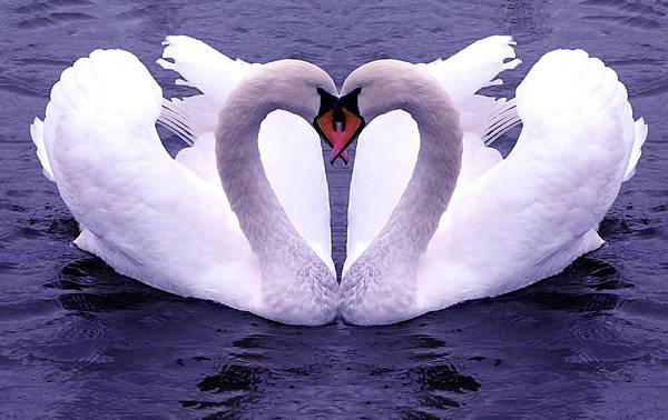 swan_couple