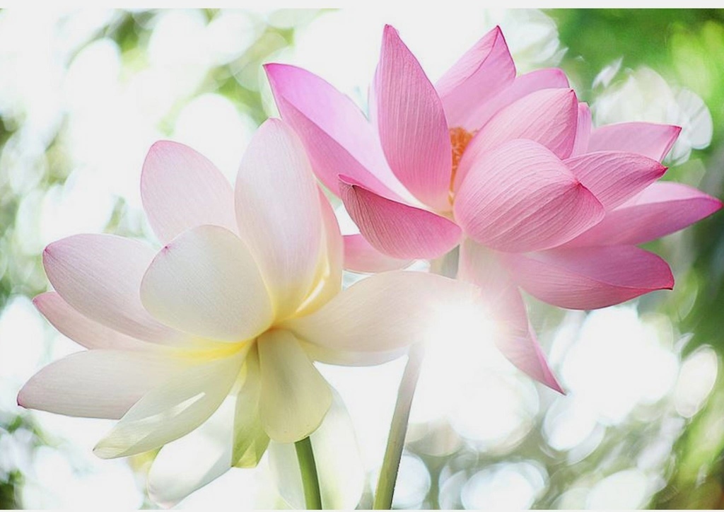 lotus (2).jpg lotus (2).jpg
