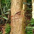 阿里山樂野部落