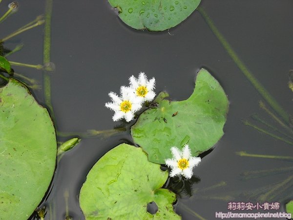 北投草堂花譜