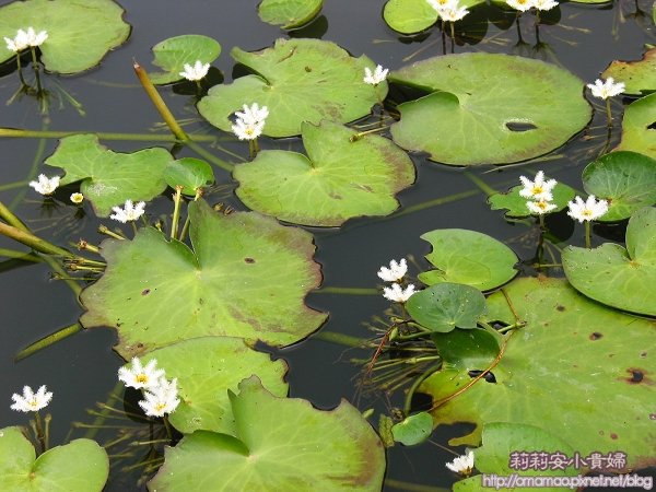 北投草堂花譜