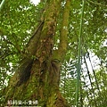 阿里山鄒族福山古道