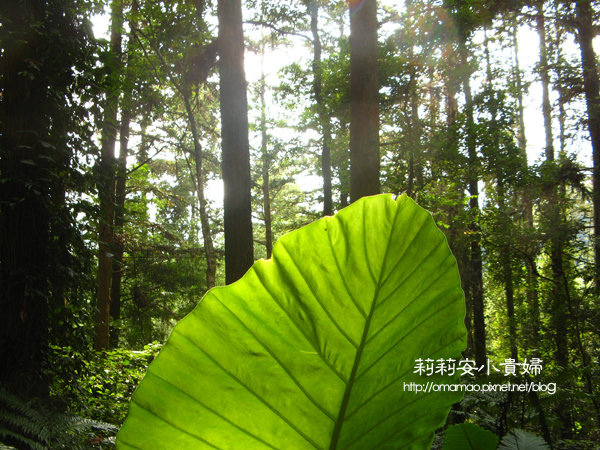 阿里山鄒族福山古道