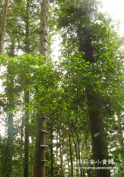 阿里山鄒族福山古道