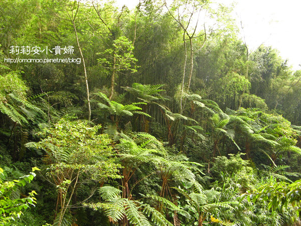 阿里山鄒族福山古道