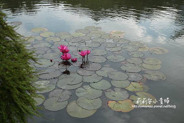 花蓮富里羅山瀑布、泥火山