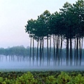 霧中之樹.JPG