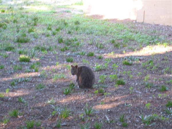 島上的動物-Quokka