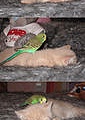 Funny picstory of cat and parrot (好可愛)