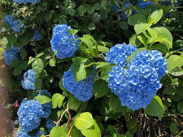 手繪明信片 日本川越手繪繡球花 紫陽花 土麥烏龍麵食記 芋圓遊日插畫雜記 痞客邦 手繪明信片 日本川越手繪繡球花 紫陽花 土麥烏龍麵食記 芋圓遊日插畫雜記 痞客邦