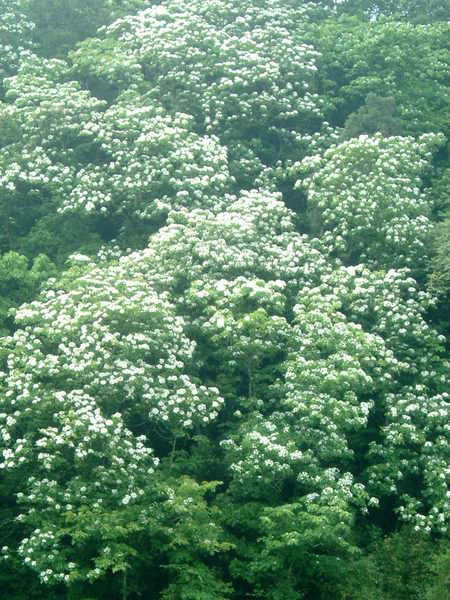 油桐花