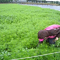 新社花海