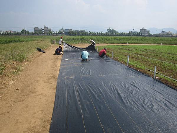 新社花海