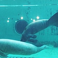 美麗海水族館