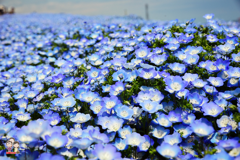 DSC_5331 DSC_5331