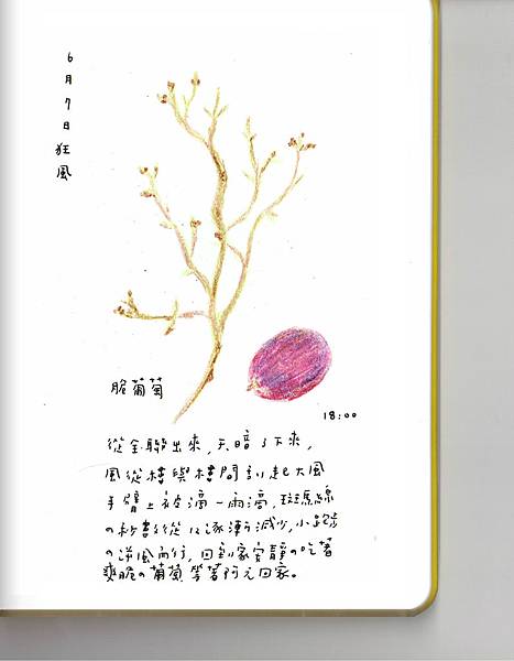 脆葡萄 小森香菜