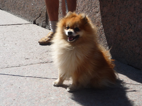 A very cute Pom sunbathing along the riverwalk