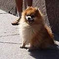 A very cute Pom sunbathing along the riverwalk