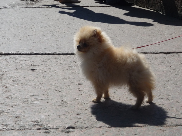 Pom or Lion or both?