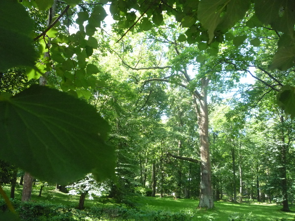 Thru the leaves