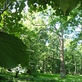 Thru the leaves