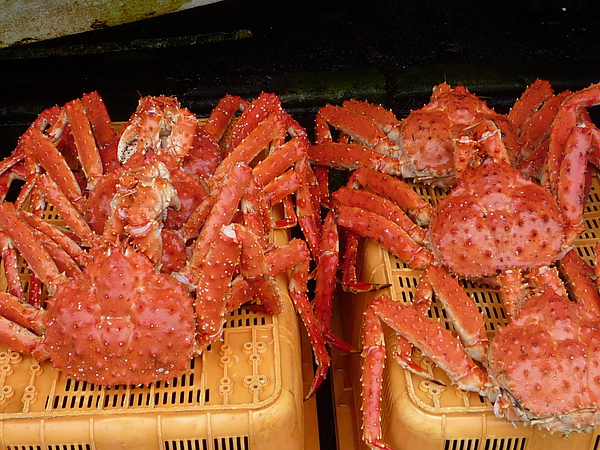 King crabs...