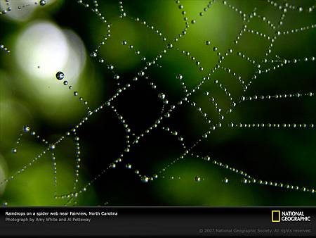 spider-web-raindrops-970457-sw