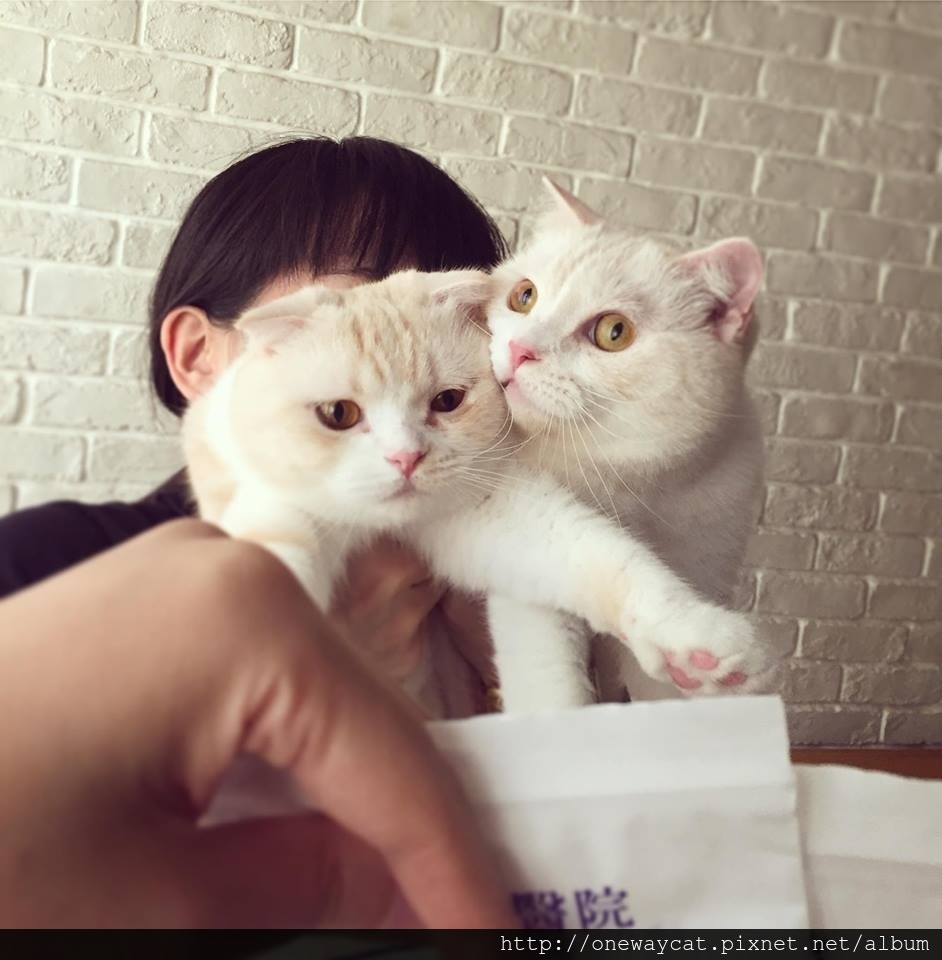 【小菲夏】分享在台北新北市動物醫院看診心得(文長)