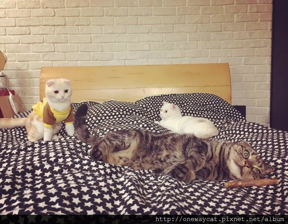 【小菲夏】分享在台北新北市動物醫院看診心得(文長)