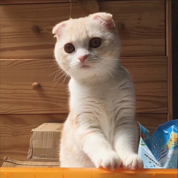 【小菲夏】小集離開我們，去當小天使了