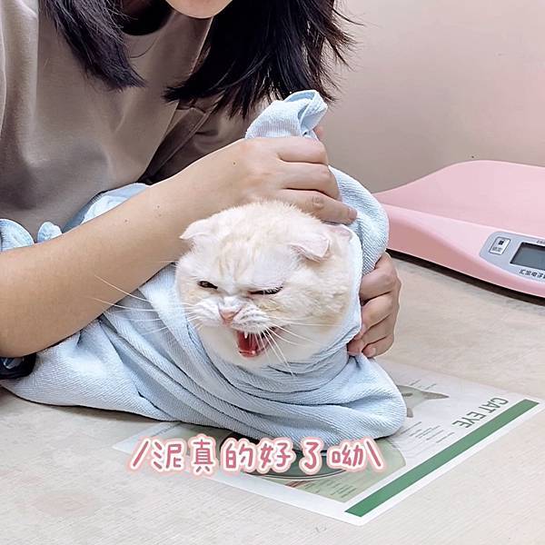 【小菲夏】小集就診紀錄：貓咪第三眼瞼頻繁外露，動物眼科治療