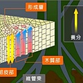 維管束水分養分運輸.JPG