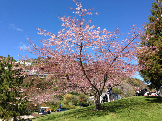 Sakura at Miyazu Gardens!