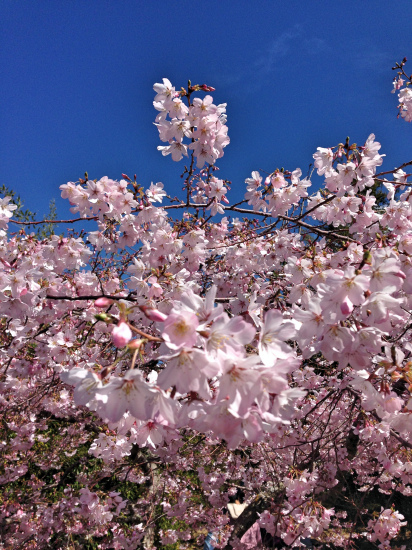 More beautiful sakura =)