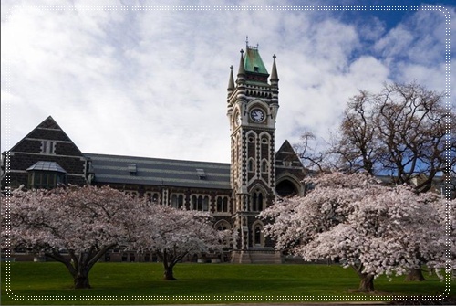 Clock tower and cherry blossoms