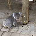koala:再一分鐘我就要睡了喔