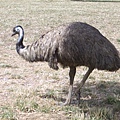 My name is emu.