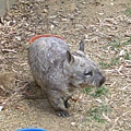 Wombat 袋熊