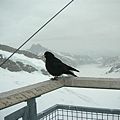 Day4_Jungfraujoch (71).JPG